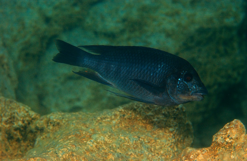 Petrochromis sp. 'texas red' Mboko Island